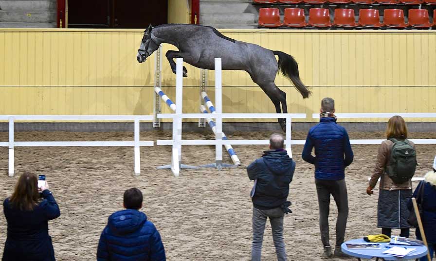 International linear scoring workshop in Flyinge